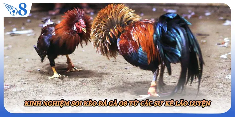 Kinh nghiệm soi kèo đá gà O8 từ các sư kê lão luyện